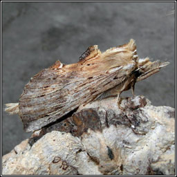 Pale Prominent