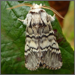 Lunar Marbled Brown, Drymonia ruficornis