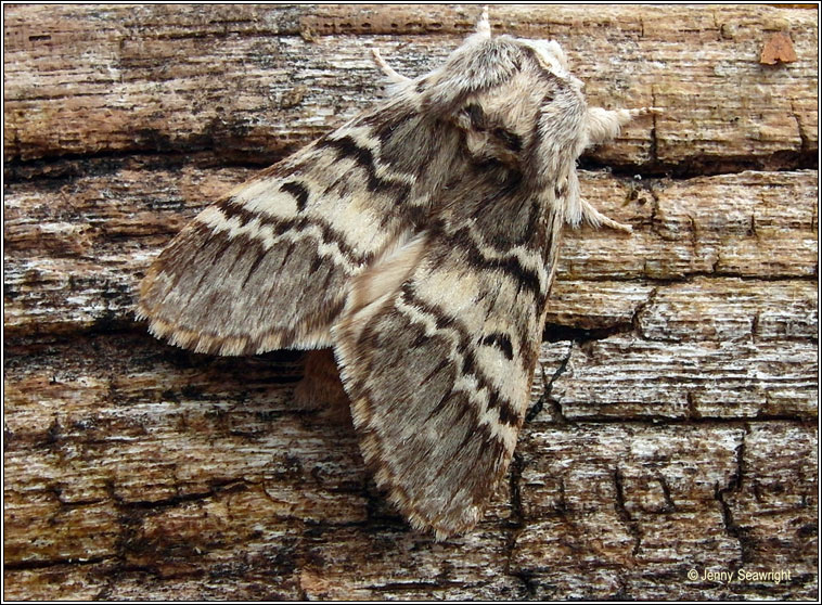 Lunar Marbled Brown, Drymonia ruficornis