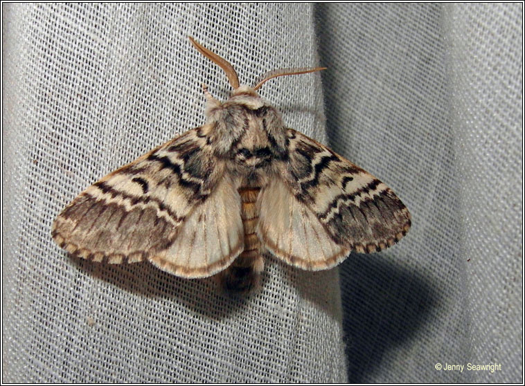 Lunar Marbled Brown, Drymonia ruficornis