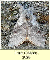 Pale Tussock, Calliteara pudibunda