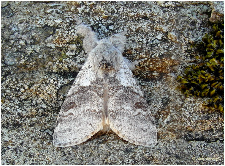 Pale Tussock, Calliteara pudibunda