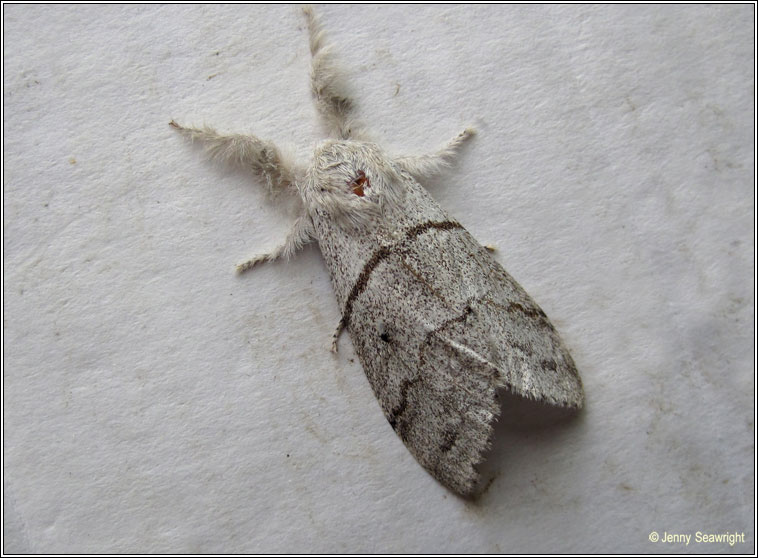 Pale Tussock, Calliteara pudibunda