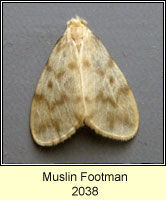 Muslin Footman, Nudaria mundana