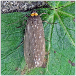 Red-necked Footman, Atolmis rubricollis