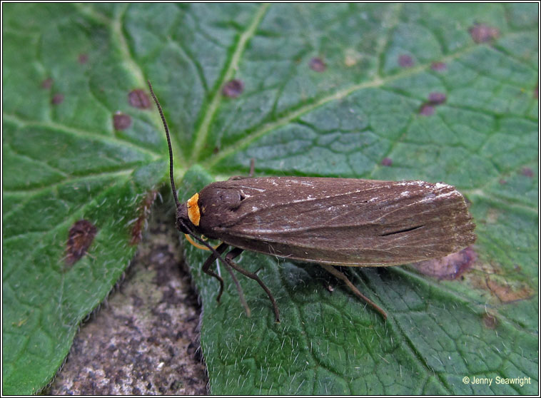 Red-necked Footman, Atolmis rubricollis