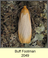 Buff Footman, Eilema depressa