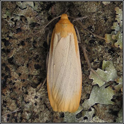 Buff Footman, Eilema depressa