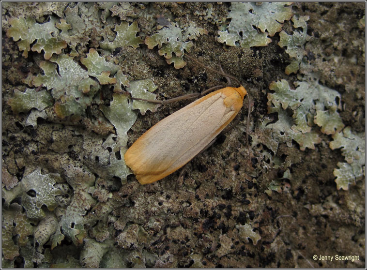 Buff Footman, Eilema depressa