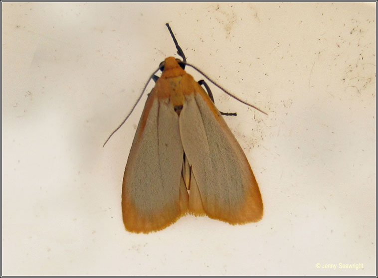 Buff Footman, Eilema depressa