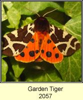 Garden Tiger, Arctia caja