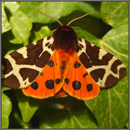 Garden Tiger, Arctia caja