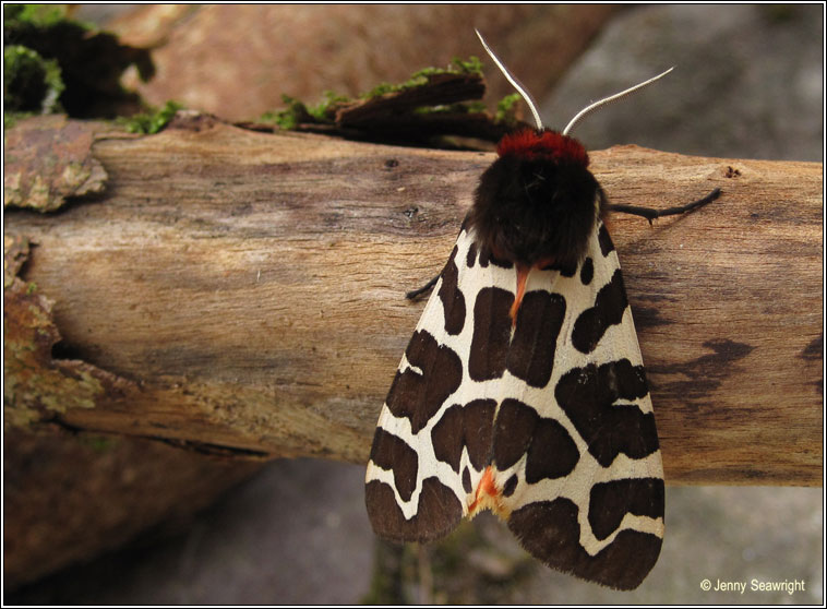 Garden Tiger, Arctia caja