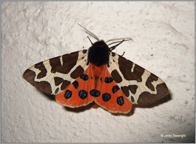 Garden Tiger, Arctia caja