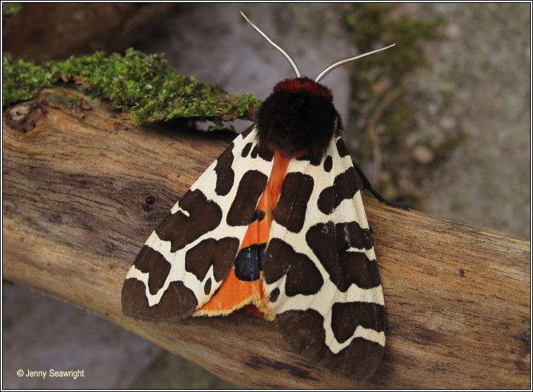 Garden Tiger, Arctia caja