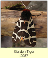 Garden Tiger, Arctia caja