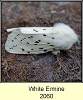 White Ermine, Spilosoma lubricipeda