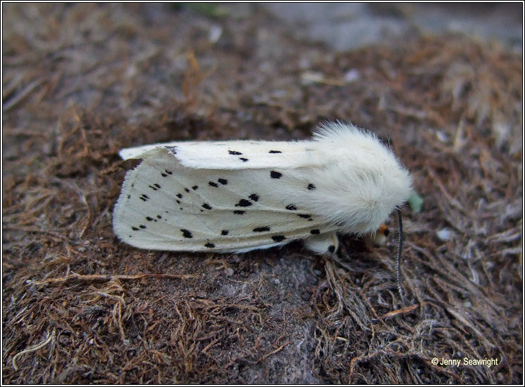 White Ermine, Spilosoma lubricipeda