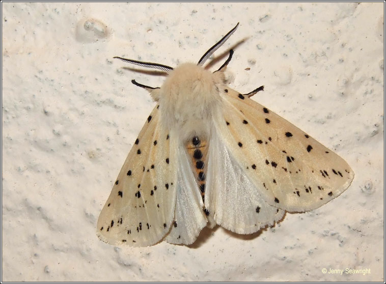 White Ermine, Spilosoma lubricipeda