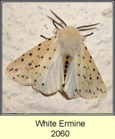 White Ermine, Spilosoma lubricipeda