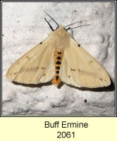 Buff Ermine, Spilosoma luteum