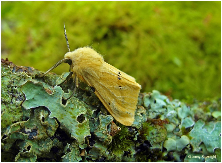 Buff Ermine, Spilosoma luteum