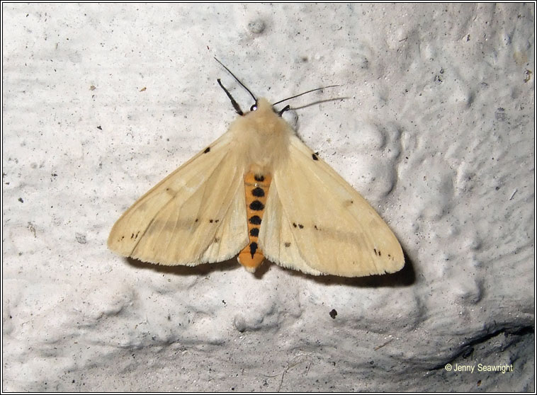 Buff Ermine, Spilosoma luteum