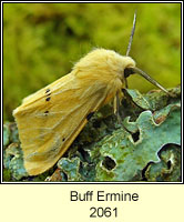 Buff Ermine, Spilosoma luteum