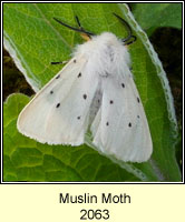 Muslin Moth, Diaphora mendica