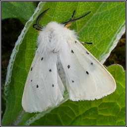 Muslin Moth, Diaphora mendica