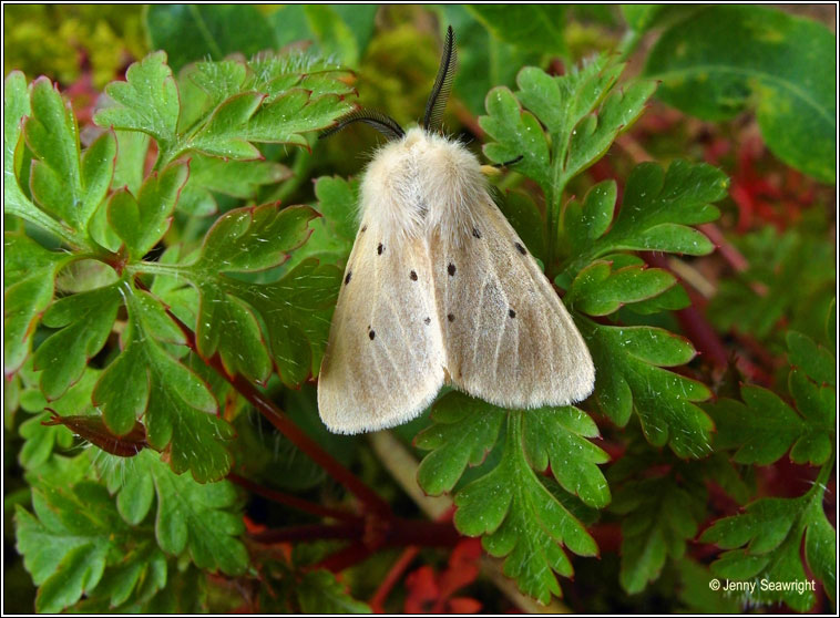 Muslin Moth, Diaphora mendica