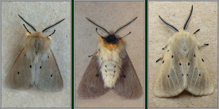 Muslin Moth, Diaphora mendica