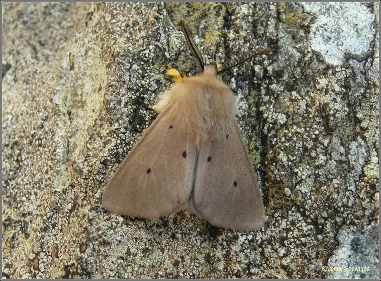 Muslin Moth, Diaphora mendica