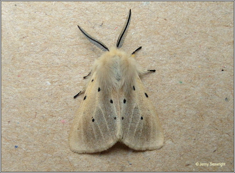 Muslin Moth, Diaphora mendica