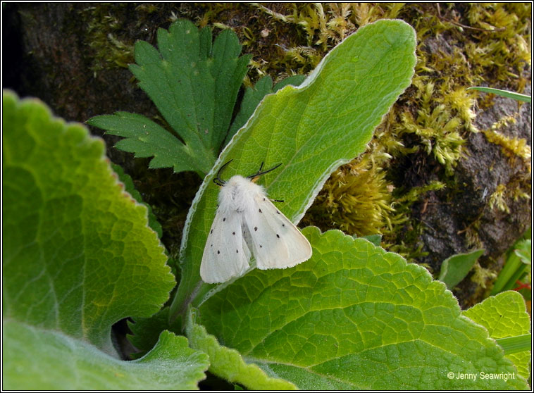 Muslin Moth, Diaphora mendica