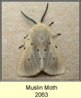 Muslin Moth, Diaphora mendica