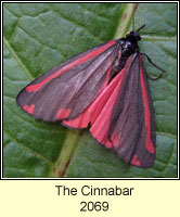 The Cinnabar, Tyria jacobaeae