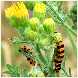 The Cinnabar