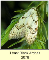 Least Black Arches, Nola confusalis