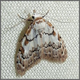 Least Black Arches, Nola confusalis