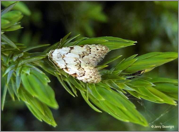 Least Black Arches, Nola confusalis