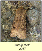 Turnip Moth, Agrotis segetum