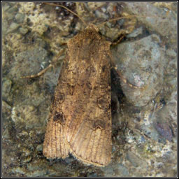 Turnip Moth, Agrotis segetum