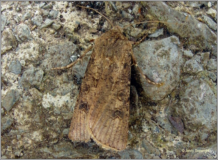 Turnip Moth, Agrotis segetum