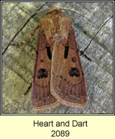 Heart and Dart, Agrotis exclamationis