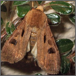 Heart and Dart, Agrotis exclamationis