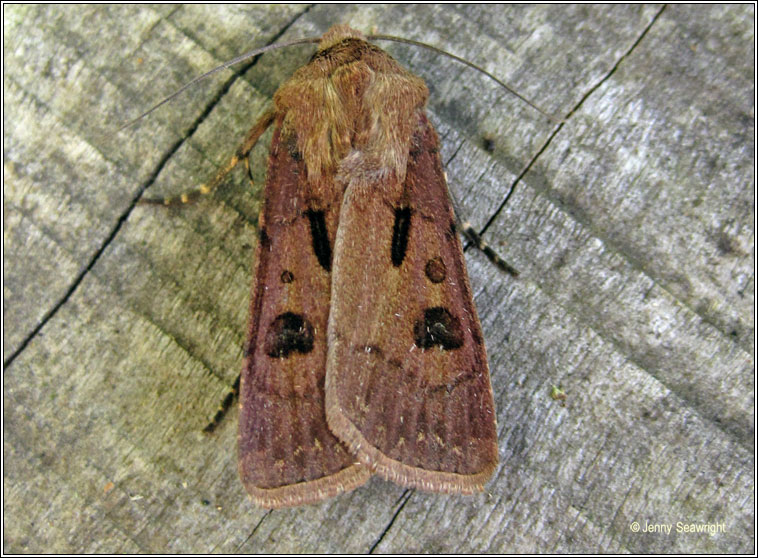 Heart and Dart, Agrotis exclamationis