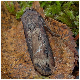 Dark Sword-grass, Agrotis ipsilon