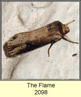 The Flame, Axylia putris