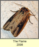 The Flame, Axylia putris